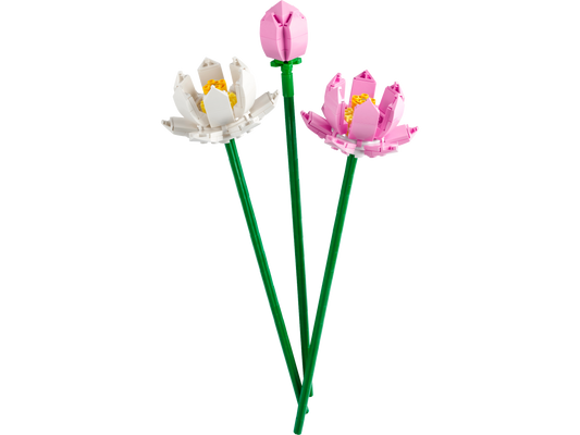 Lotus Flowers_1