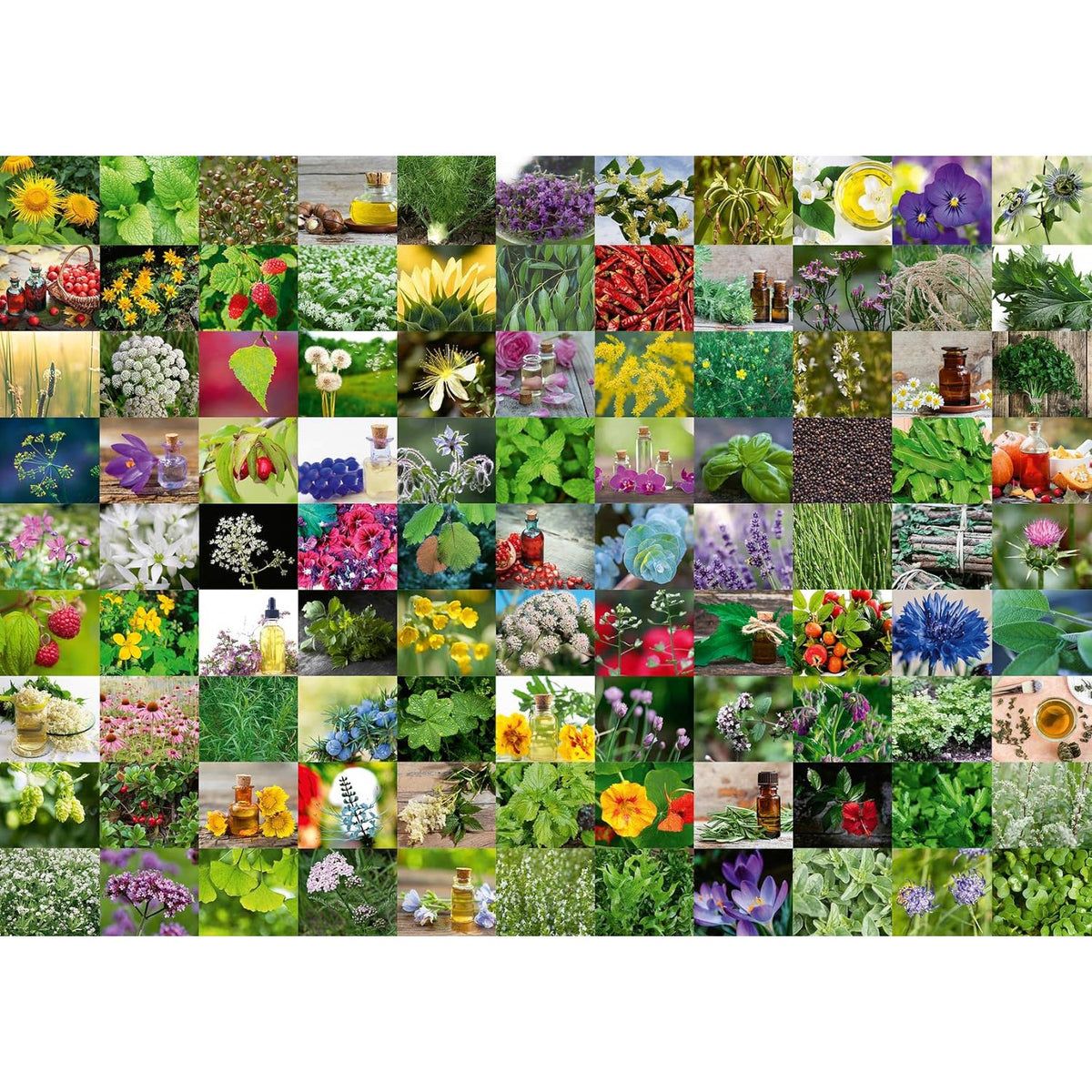 image2_1000pc 99 Herbs and Spices