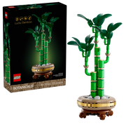 BOTANICALS - Lucky Bamboo