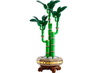 BOTANICALS - Lucky Bamboo