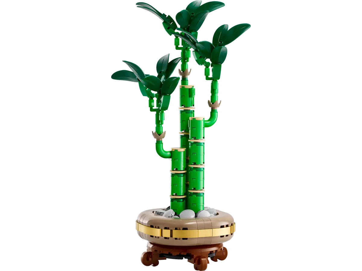 BOTANICALS - Lucky Bamboo