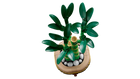 BOTANICALS - Lucky Bamboo
