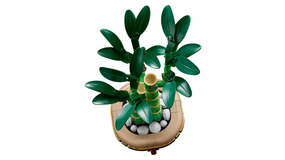 BOTANICALS - Lucky Bamboo