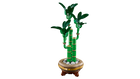 BOTANICALS - Lucky Bamboo