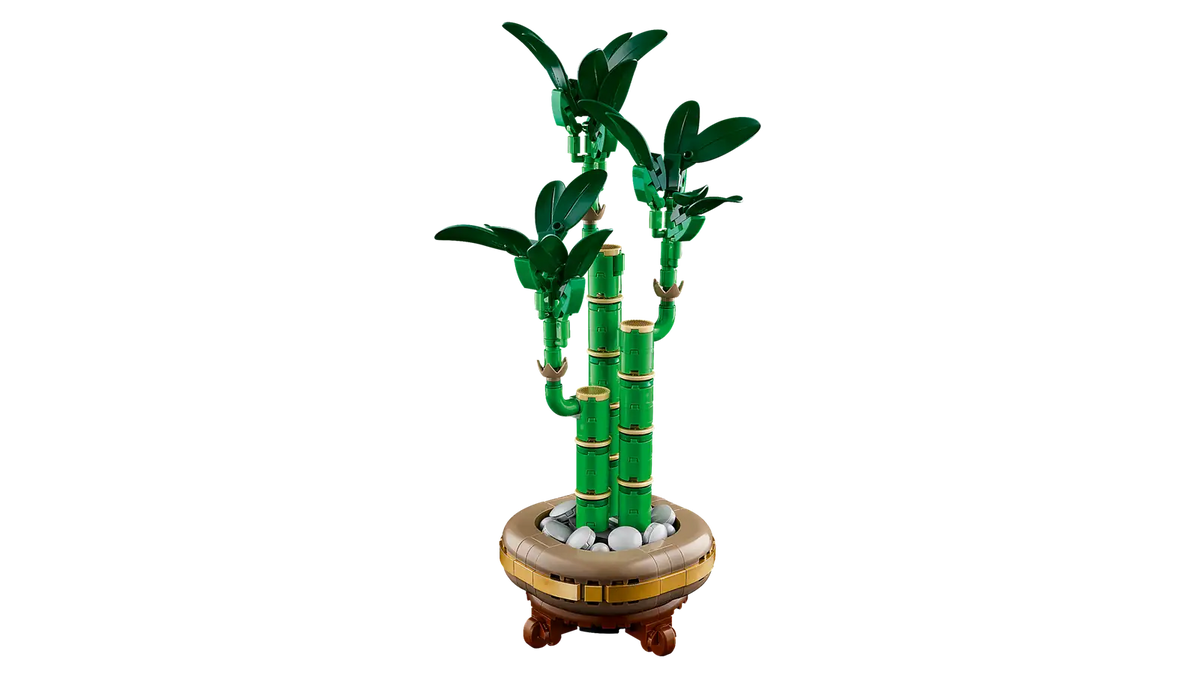 BOTANICALS - Lucky Bamboo
