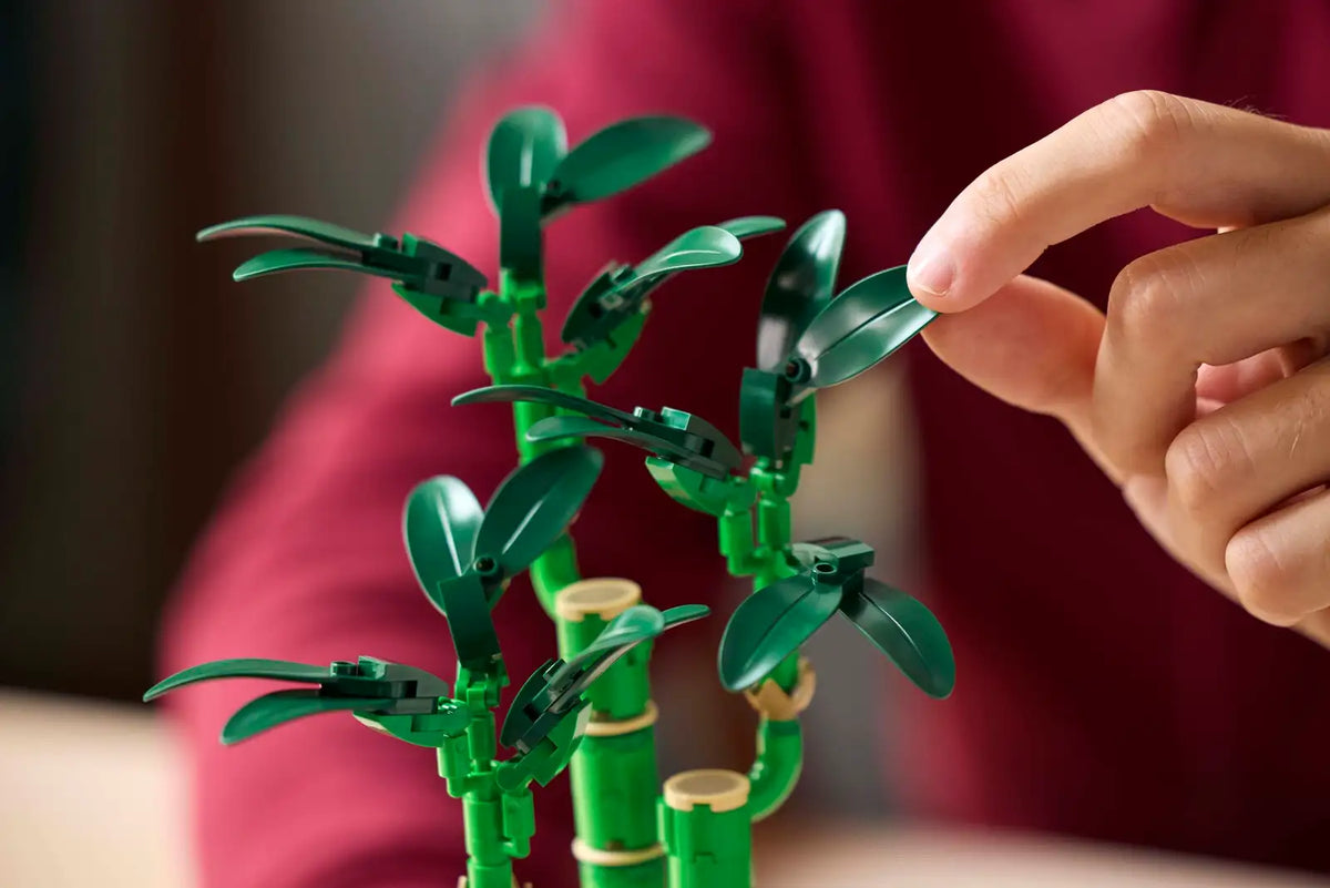 BOTANICALS - Lucky Bamboo