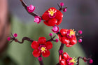BOTANICALS - Plum Blossom