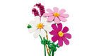 BOTANICALS - Cosmos Flowers