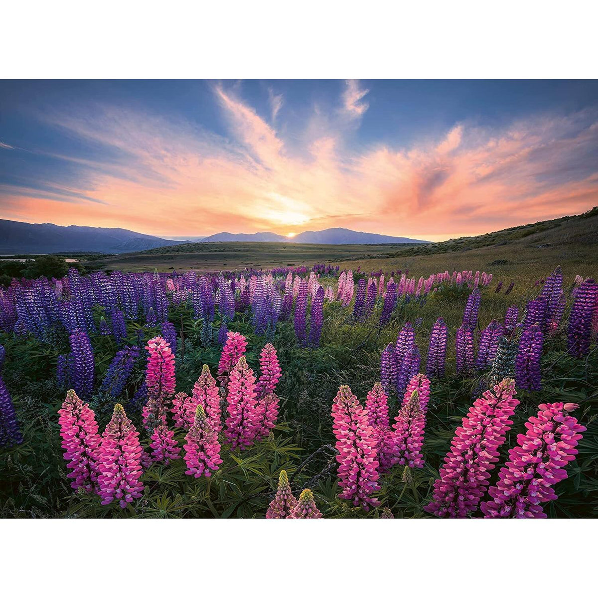 image2_500pc Lupines Puzzle