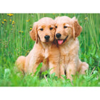 500pc The Golden Retriever Brothers Puzzle