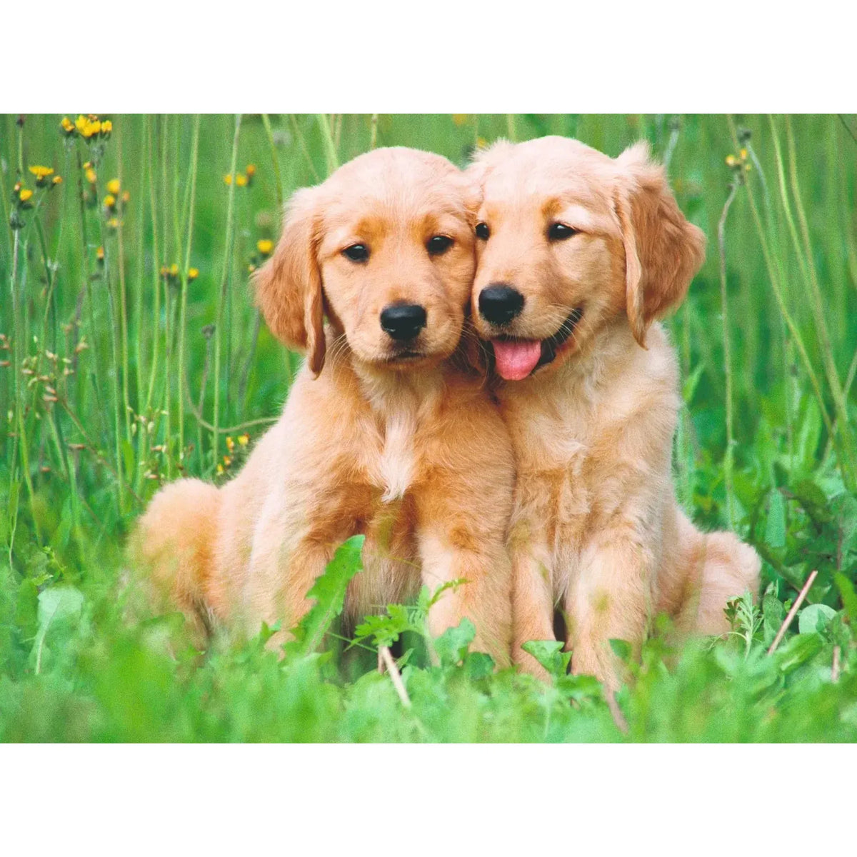 500pc The Golden Retriever Brothers Puzzle