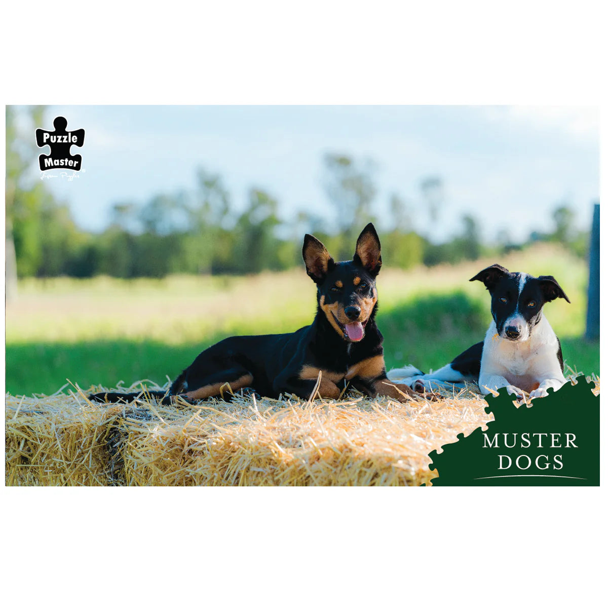 1000pc Muster Dogs Kelpie & Border Collie Puzzle