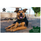 1000pc Muster Dogs Kelpie Puzzle