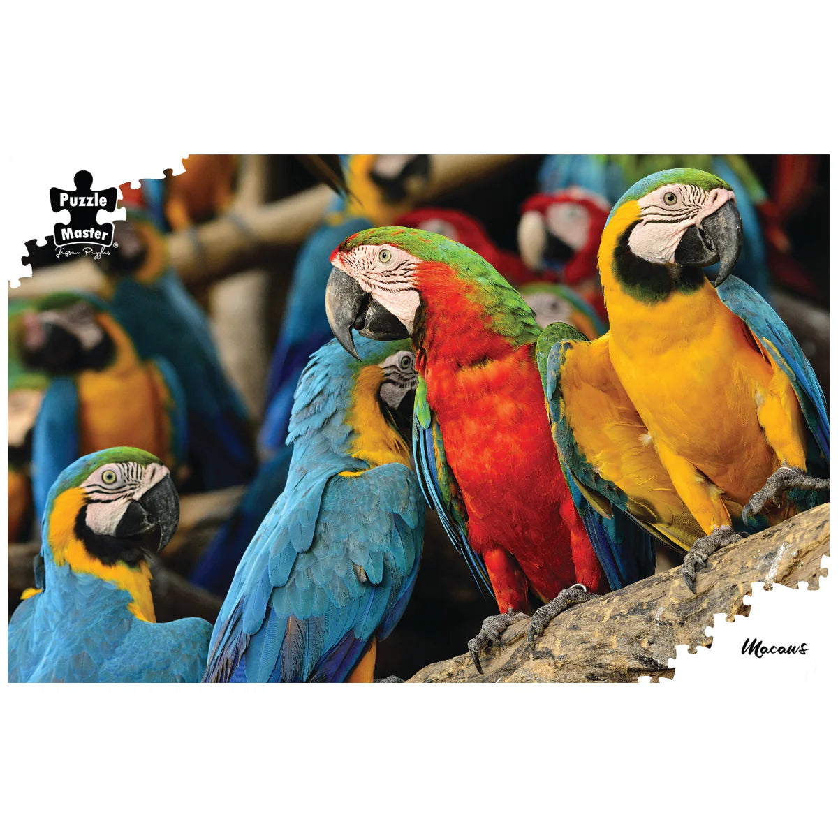 1000pc Macaws Puzzle