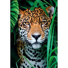 500pc Jaguar In The Jungle Puzzle