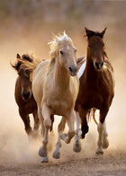 1000pc Running Horses Puzzle