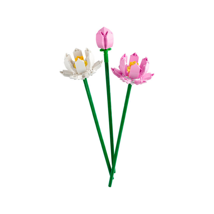 Lotus Flowers_1