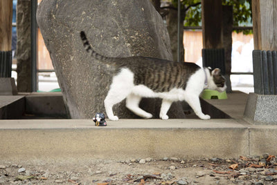 MEGA CAT PROJECT NARUTO-Nyaruto! Beckoning Cat FORTUNE_13