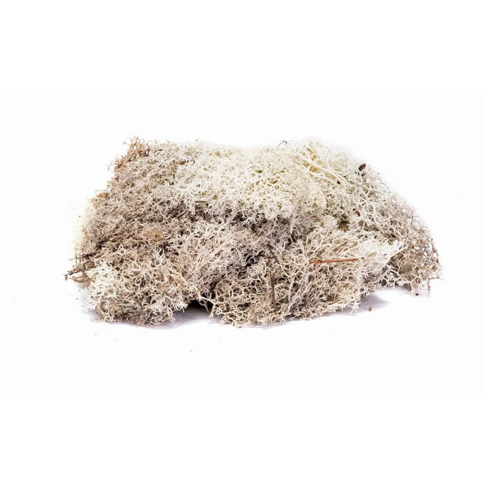 Lichen - Stone Grey
