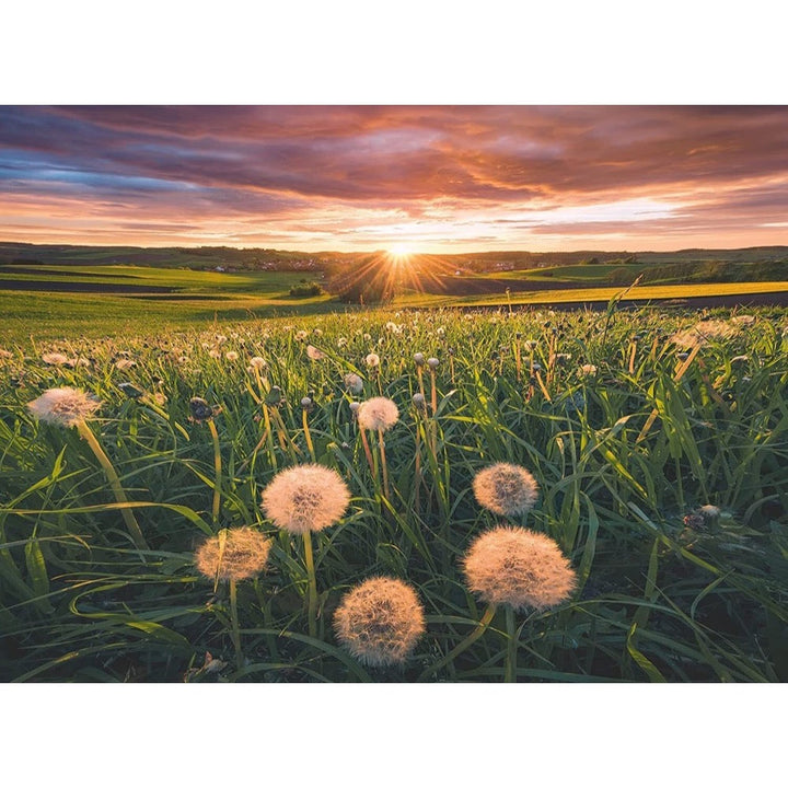 500pc Dandelions at Sunset Puzzle