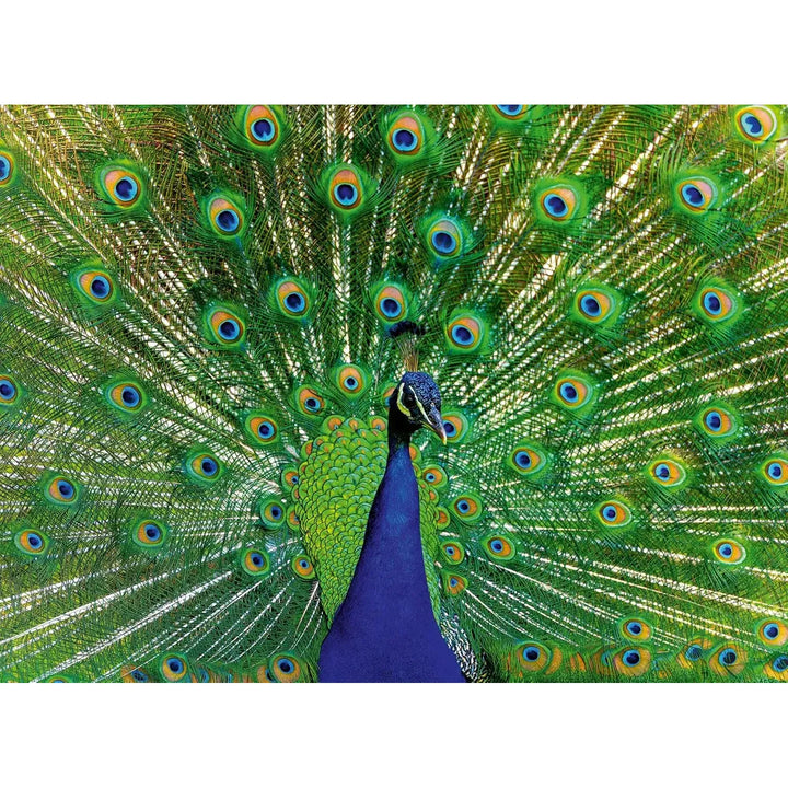 500pc Peacock Puzzle