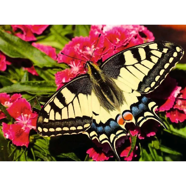 image2_500pc Butterfly Puzzle