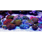 Aqua Gel 56gm
