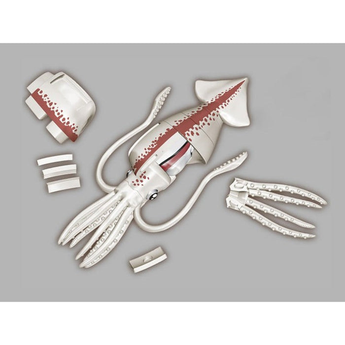 Squid Puzzle