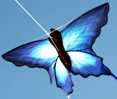 7160 Blue Ulysses Butterfly Single String