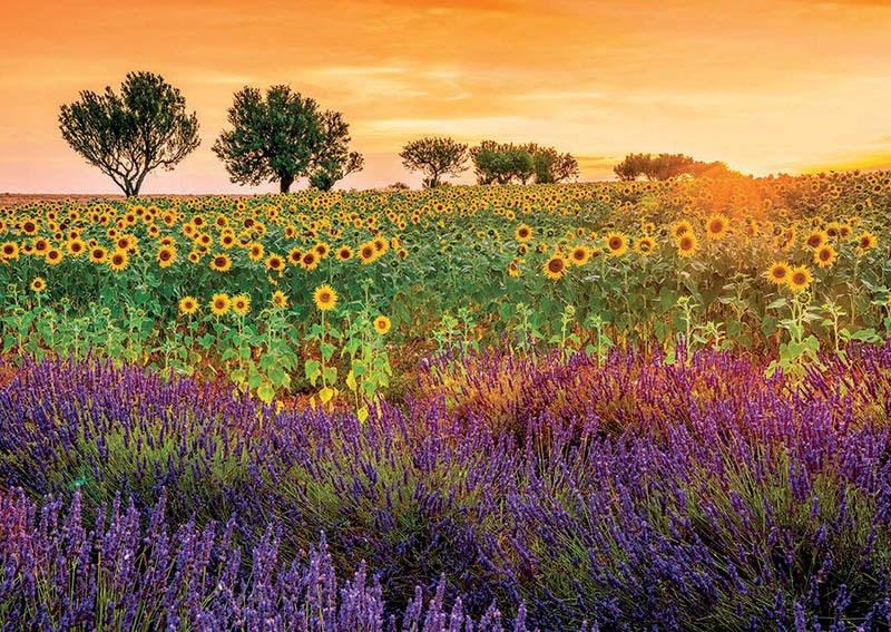 1500pc Field of Sunflowers And Lavender