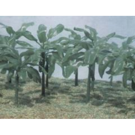 6509 1/72 Banana Trees 11/2 to 21/2    tall x 15 pcs