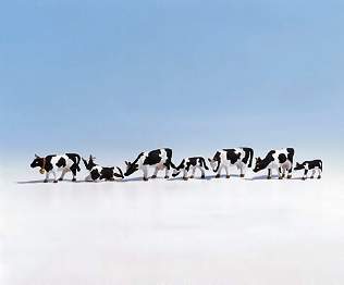 Noch - HO Black & White Cows (6)