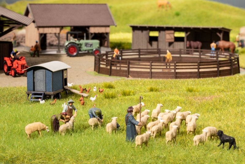 HO Sheep Shearing
