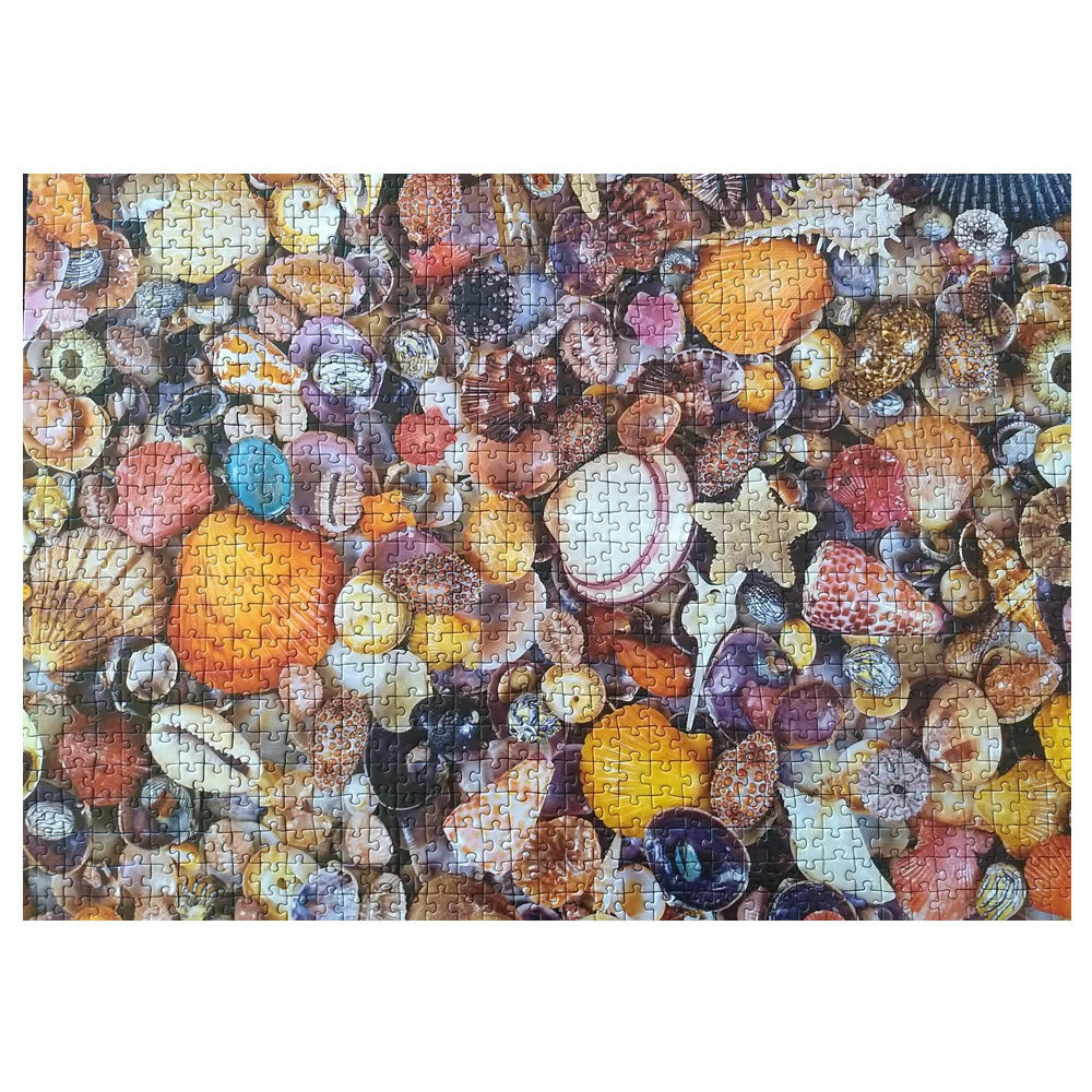 1000pc Seashells
