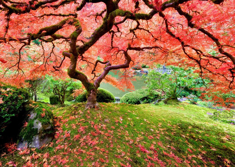 1000pc Japanese Maple Tree