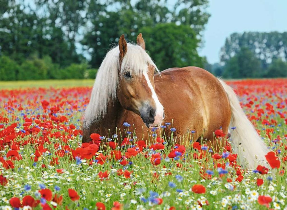 500pc Horse in the Poppy Field