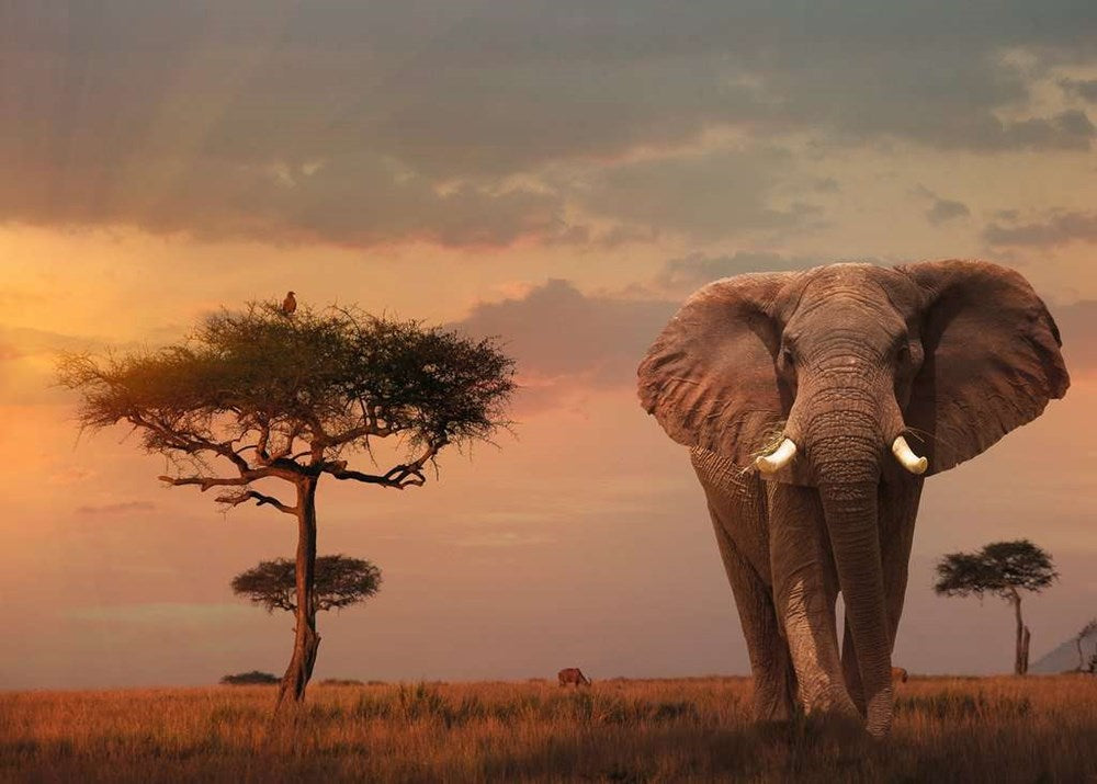 1000pc Elephant of the Massai Mara