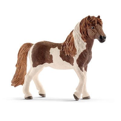 Icelandic Pony stallion