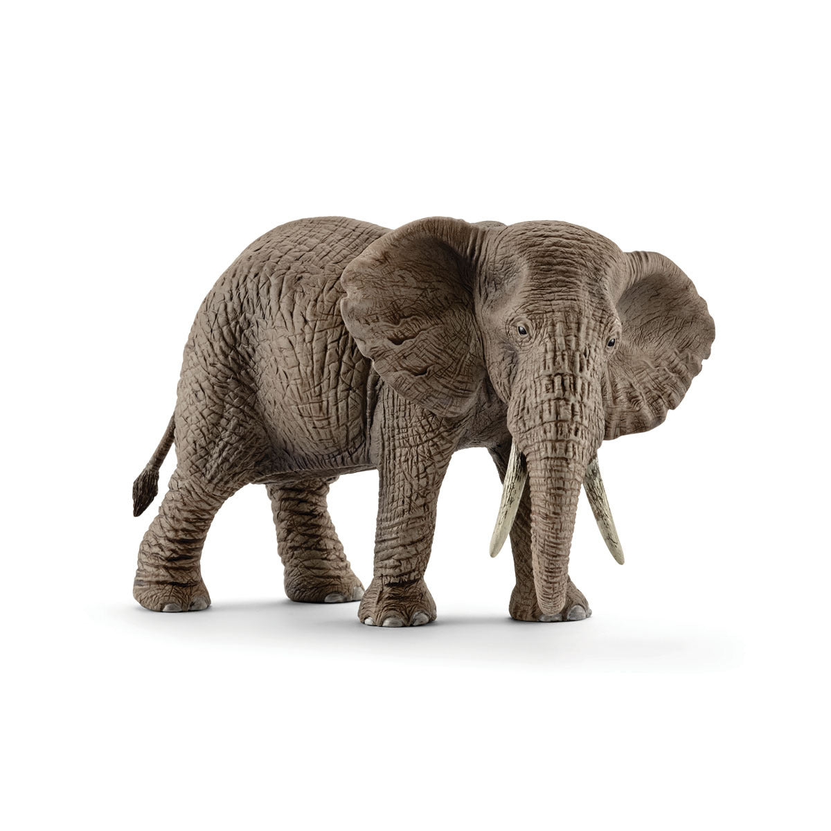 African elephant female