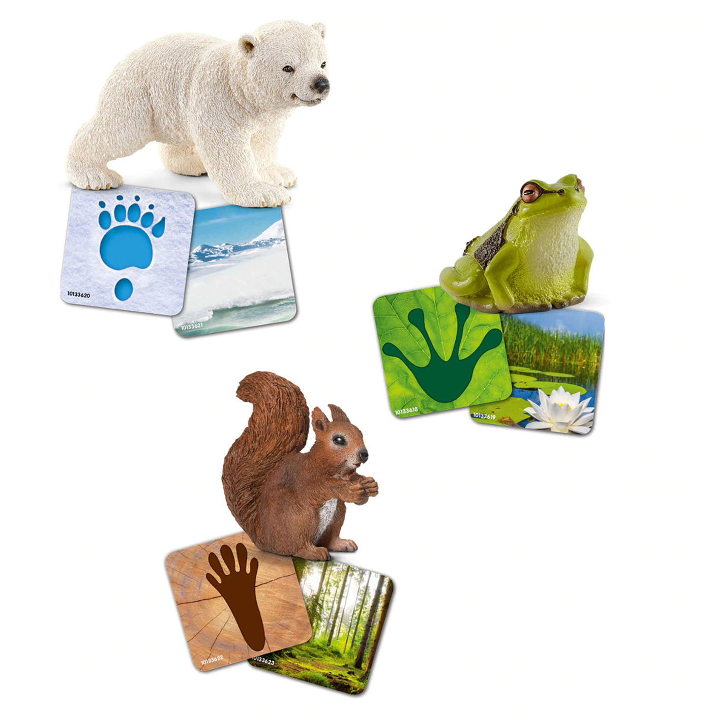 Assorted Wild Life Animals  with Flash Cards