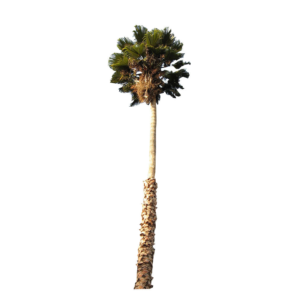200mm Washington Palm Tree