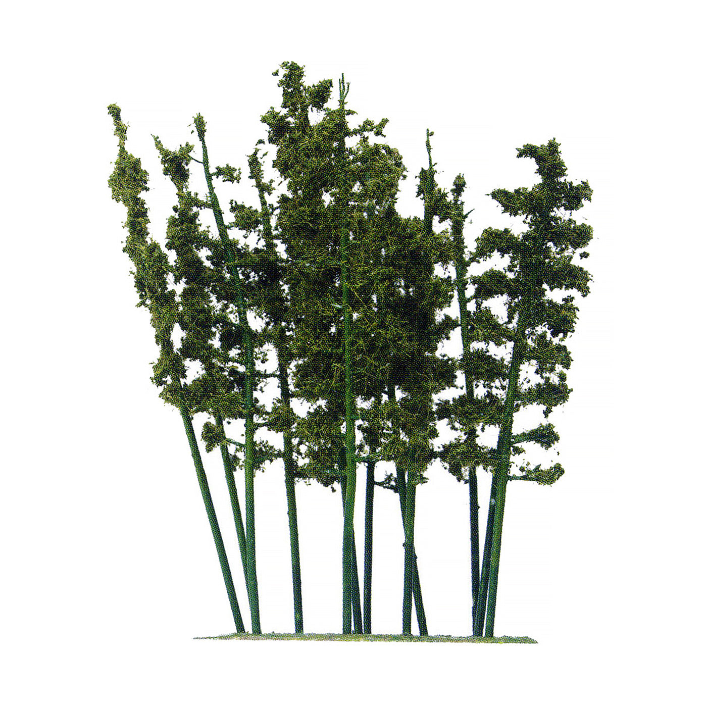 N Scale Bamboo